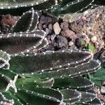 Stapelia grandiflora Leaf