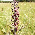 Veratrum nigrum Flower