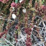 Rumex bucephalophorus Fruit