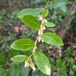 Lyonia lucidaLeaf