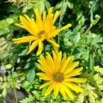 Helianthus × laetiflorusFlor