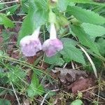 Melittis melissophyllum Flower