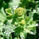 Alchemilla vulgaris برگ