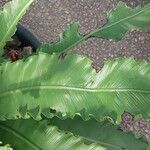Asplenium antiquum Leaf