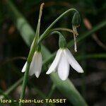 Acis longifolia Flor