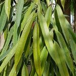 Ficus binnendykii Leaf