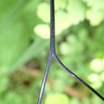 Adiantum poiretii Лист