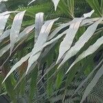 Cycas × multifrondis Hoja