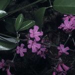 Fridericia candicans फूल