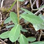 Euphorbia dulcis Otro