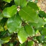 Elaeagnus × submacrophylla Flor