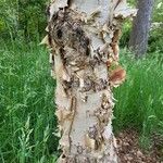 Betula costata Bark