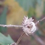 Baccharis halimifolia Blomst