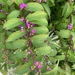Callicarpa dichotoma Yaprak