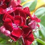 Dianthus barbatus Cvet