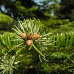 Abies cilicica Levél