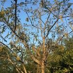 Albizia harveyi Плод