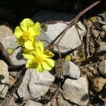Helianthemum oelandicum Floare