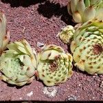 Sempervivum calcareum Лист