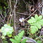 Orobanche uniflora Habit