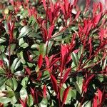 Photinia glabra List