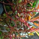 Peperomia flexicaulis Bark