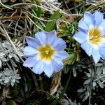 Gentiana sedifolia Цвят