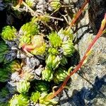 Saxifraga bryoides Escorça