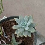 Dudleya greenei 叶