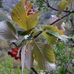 Aria edulis Leaf