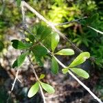 Bursaria spinosa Leaf