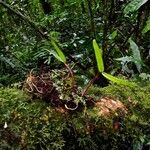 Bulbophyllum jaapii Habit