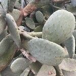 Opuntia maxima Blatt