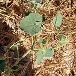 Cucumis dipsaceus Leaf