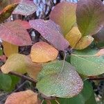 Cotinus obovatus Folha