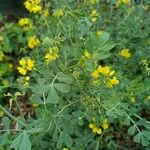 Coronilla coronata Pokrój