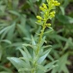 Solidago speciosa Blomma