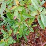 Ligustrum vulgare Blad