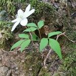 Anemone trifolia Alkat (teljes növény)