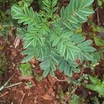 Indigofera brevicalyx Leaf