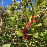 Lonicera involucrata Fruct