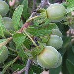 Diospyros Lycioides Gyümölcs