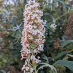 Buddleja japonicaΛουλούδι