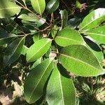 Aglaia elaeagnoidea Leaf