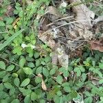 Lespedeza procumbens Lehti