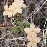Barleria eranthemoides Λουλούδι