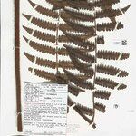 Cyathea surinamensis 叶