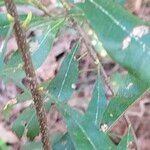 Myrica cerifera Bark