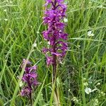 Dactylorhiza maculataFlower