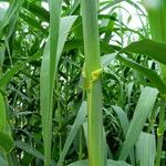 Arundo donax Deilen